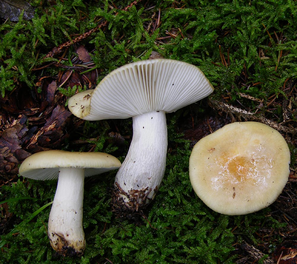 Conferma per Russula ochroleuca.